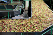 Apples on conveyor